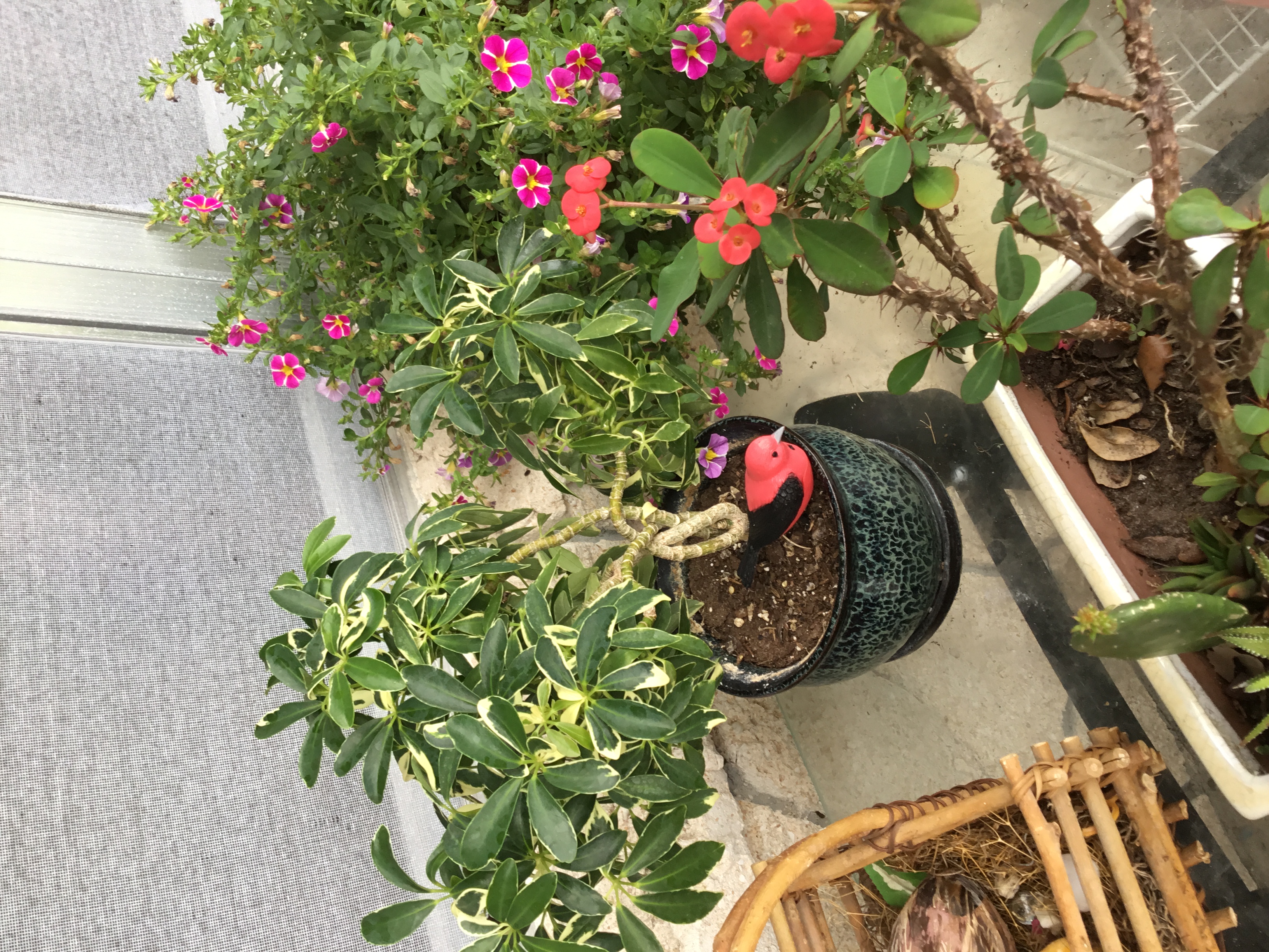 Schefflera arboricola - bonsai.jpg